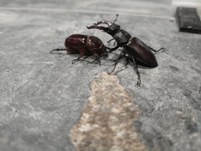 A close-up, low-angle shot shows two large, dark brown beetles on a textured gray surface that appears to be concrete. The beetle in the foreground, on the right, is larger and has prominent, antler-like mandibles. Its body is elongated, and its legs are splayed out. The second beetle, to the left and slightly behind the first, is smaller and more rounded. Its shell is glossy, reflecting a warm light. Both beetles appear to be interacting, with the larger beetle's mandibles positioned near the smaller one. The surface they are on has a rough, uneven texture with some lighter colored patches and small debris. In the upper right corner, a dark, rectangular object is visible, partially out of focus. The lighting suggests it is either natural light or artificial light creating strong highlights and shadows. The scene is forensic in its detail, capturing the beetles' anatomy and their immediate environment without interpretation or context beyond what is visually present.