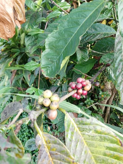 In Bellanneoya, Sri Lanka, a close-up photograph captures a coffee plant branch laden with ripening coffee cherries. The cherries, ranging in color from pale green to deep red, are clustered together on a thin, woody stem. Surrounding the coffee cherries are lush, dark green leaves of the coffee plant, some of which show signs of natural wear or slight discoloration. In the background, a larger, dried, brown leaf hangs prominently, contrasting with the vibrant greenery. The scene is set outdoors, with a natural, leafy environment characteristic of a tropical landscape.
