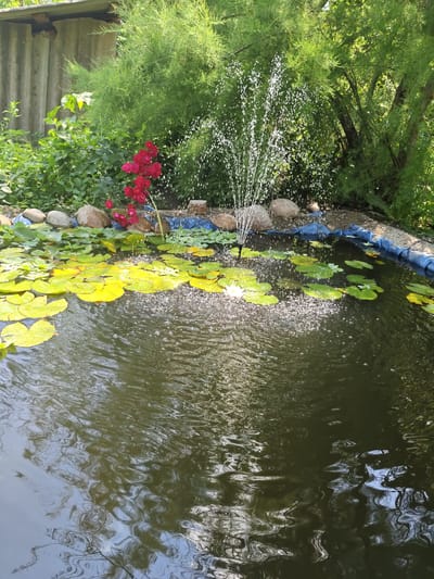 The image depicts a garden pond in Unarokovo, Russia. The pond is filled with dark water and features numerous lily pads, some bright green and others yellowed. A small fountain in the center of the pond sprays water upwards, creating a shimmering effect. Red roses are visible on the left side of the pond, alongside several large, rounded stones. The background consists of lush green foliage, including tall, feathery plants and trees, with a glimpse of a corrugated metal structure in the upper left corner. The overall impression is of a serene, natural setting.