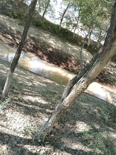 The image depicts a natural scene with a shallow, muddy creek flowing through a wooded area. The creek's banks are composed of sandy soil, with some vegetation growing on them. Several trees are present, some with rough, textured bark, leaning into the frame. Sunlight filters through the leaves of the trees, casting dappled shadows on the ground and water. The overall impression is one of a serene, natural environment, possibly located on the outskirts of a settlement. The reference to Kungrad, Uzbekistan, suggests this scene is situated in a region characterized by its arid climate and sparse vegetation, where water sources like this creek are vital.
