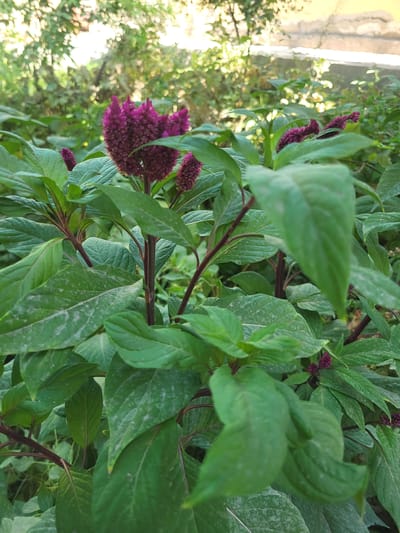 The image depicts a cluster of deep purple amaranth flowers with elongated, feathery blooms, set against a backdrop of lush green foliage. The flowers are vibrant and textured, with many small florets making up each spike. The leaves are broad, ovate, and a rich green, with some showing a slight dusty appearance. The stems are a contrasting deep reddish-purple, adding to the plant's striking coloration. In the background, out-of-focus greenery and a pale, textured wall suggest an outdoor environment, possibly a garden or courtyard. The lighting suggests it is daytime, with some dappled sunlight filtering through the leaves, creating highlights and shadows. The overall impression is one of natural beauty and growth. The specific location is Arabhana, Uzbekistan.