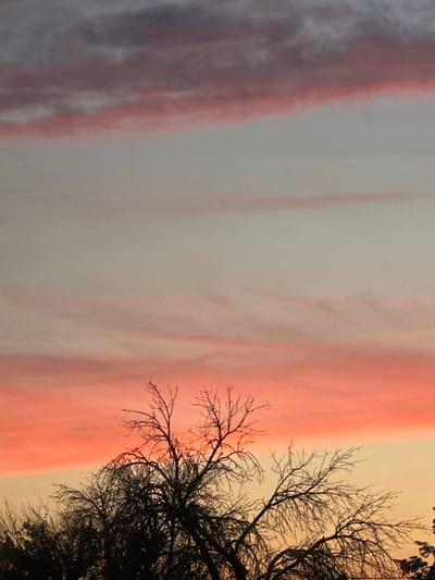 The image captures a sunset scene over a sparsely vegetated area, likely on the outskirts of Primorsko-Akhtarsk, Russia. The sky is a dramatic display of color, with a band of vibrant pink and orange clouds near the horizon, transitioning to a softer grey-blue higher up. Silhouetted against this colorful sky are the bare branches of several trees. The foliage appears dry and deciduous, suggesting a late autumn or winter season. The foreground is dominated by these dark, intricate tree branches, with some lower-lying dark vegetation also visible at the bottom of the frame. There are no people or man-made structures clearly discernible in this particular shot.