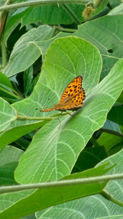 An orange butterfly with black spots rests on a large, green leaf. The butterfly's wings are spread open, revealing their intricate patterns. The leaf is broad and veined, with a slight curve. The surrounding environment is lush and green, with more leaves and stems visible in the background. The lighting suggests it is daytime, with soft light illuminating the scene. The image appears to be a close-up shot, focusing on the butterfly and its immediate surroundings. No text is visible.