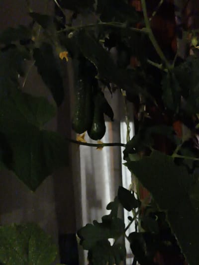 This image shows a close-up view of cucumbers growing on a vine. The cucumbers are green and elongated, with some having small yellow flowers attached. The vine is supported by a thin wire or string. The background is blurred, but appears to be an indoor setting with a window covered by a light-colored curtain. The overall lighting is dim. The scene is not identifiable as being in Bova Marina, Italy.