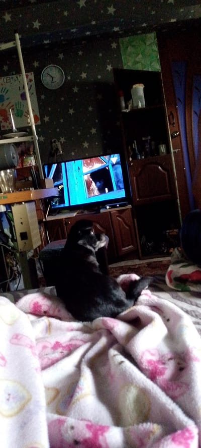 A black dog is lying on a pink and white blanket. The dog is facing away from the camera. In the background, there is a television with a blue screen that shows a video of what appears to be a dark interior with some light. To the left of the television is a shelf with various items on it, including a clock on the wall. To the right of the television is a dark wooden cabinet. The room is decorated with a dark wallpaper with white stars. The scene appears to be a living room in a home located in Shkurinskaya, Russia.