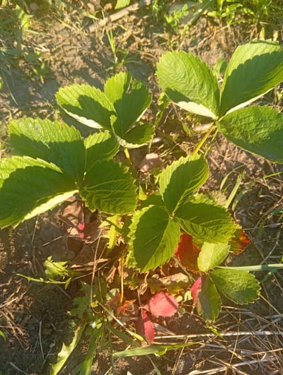The image is a close-up, overhead shot of a strawberry plant with green leaves and some red, wilting leaves, growing in soil with dry grass and straw. The lighting suggests it is daytime, possibly late afternoon due to the warm, golden hue of the light and the shadows cast. The scene appears to be outdoors, likely in a garden or field. There are no people or animals visible. The focus is on the plant and the surrounding ground. The location is identified as Berezivka, Ukraine.