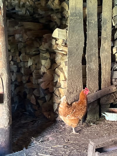 A brown chicken stands in a dimly lit, rustic enclosure filled with stacked firewood. The enclosure appears to be a shed or a lean-to, with rough-hewn wooden posts supporting a roof that is not visible. The floor is dirt and scattered with straw. The firewood is stacked high against the back wall, some pieces appearing split and rough-cut. To the right, a portion of a light-colored bucket or trough is visible. The overall impression is one of a functional, outdoor rural setting in the village of Bolshoy Gondyr, Russia.