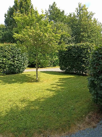 The image depicts a sunlit outdoor scene with a focus on landscaping. In the foreground, a lush green lawn is illuminated by sunlight, casting dappled shadows from unseen trees. To the left and center, manicured hedges form dense green walls. A young tree with vibrant green leaves stands in the middle ground, its trunk bare and slender. Behind the hedges and tree, a path or driveway is visible, paved with light-colored gravel. The background is dominated by a dense canopy of mature trees, their leaves creating a rich, textured backdrop. The sky above is a pale blue with hints of white clouds, suggesting a clear day. The overall impression is one of a well-maintained garden or park, possibly during late spring or summer. The lighting and shadows indicate it is likely daytime, with the sun positioned to cast long shadows. There are no people or animals visible, and no text is present in the image. The environment appears to be temperate, consistent with a location in Ireland, such as Dungloe.