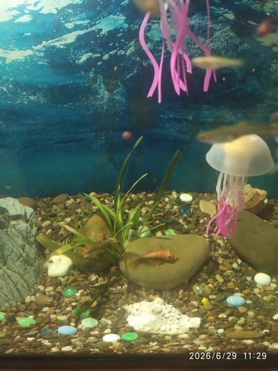 This image is a close-up, eye-level, interior shot of an aquarium, likely in Skala-Podilska, Ukraine. The aquarium contains a variety of elements, including small, colorful pebbles and larger rocks as substrate. Several small fish are visible, one orange fish is particularly prominent, resting on a rock. There are also some aquatic plants and a decorative artificial jellyfish with pink tentacles. The background of the aquarium appears to be a blue, wavy mural depicting underwater scenery. In the lower right corner of the image, a timestamp reads "2026/6/29 11:29".