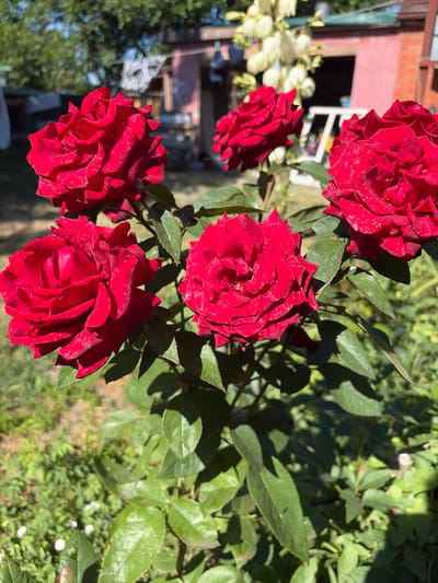 In the city of Krugloye, Russia, a close-up shot captures a cluster of vibrant red roses bathed in sunlight. The roses, with their full, layered petals, are the central focus, some appearing in sharper detail than others. They are set against a backdrop of lush green foliage and the softened blur of a backyard scene. In the background, the indistinct shapes of buildings, possibly a dacha or shed, and laundry hanging on a line can be discerned. The overall impression is one of a peaceful, sun-drenched garden on a clear day.