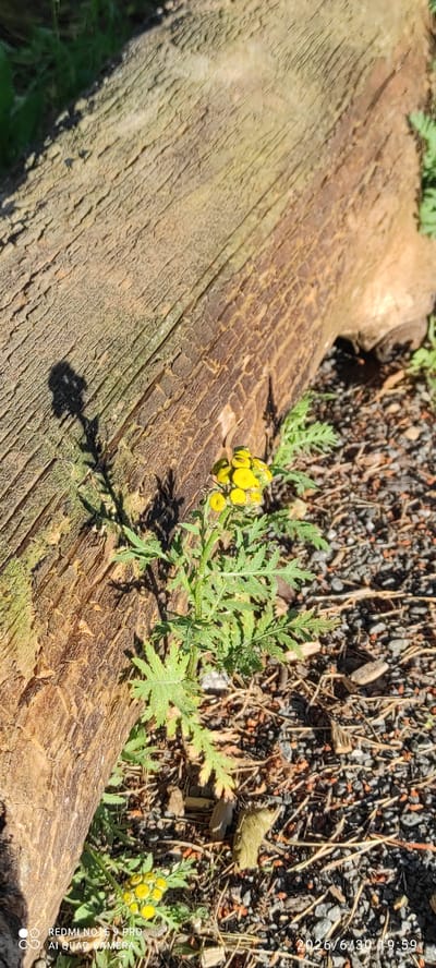 The image shows a close-up of a weathered, fallen log in a natural outdoor setting. A small cluster of yellow flowers with green, feathery leaves is growing on the log. The ground surrounding the log is covered in gravel, small stones, and dry vegetation. The sunlight suggests it is daytime, likely a sunny day given the strong shadows. The scene is peaceful and suggests a moment of nature's resilience, with new life emerging from decay.
Visible text includes "2026/6/30 9:59" and "REDMI NOTE 9 PRO AI QUAD CAMERA" in the bottom right corner, indicating the capture date and device. The location context provided is Joutsa, Finland.