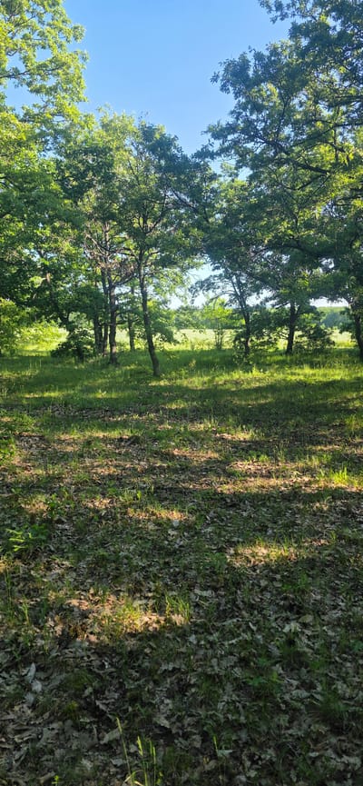 The image depicts a rural scene, likely in the countryside near Podvis, Bulgaria. Sunlight filters through a grove of trees, casting shadows on a ground covered in grass and fallen leaves. The trees have full green foliage, indicating it is likely summer or late spring. The sky is visible through the canopy, showing a clear blue. There are no people visible in the frame.