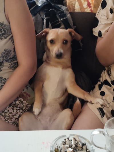 A tan and white dog sits upright on a dark-colored sofa, looking directly at the camera. The dog is positioned between two people, whose legs are visible on either side of it. The person on the left wears a light-colored sleeveless top with a dark paisley pattern, and their arm is resting on the dog's side. The person on the right wears shorts with a black and white polka dot pattern. A dark blanket or throw is visible behind the dog. In the foreground, a white table holds an ashtray filled with cigarette butts and a clear glass mug. The scene appears to be indoors, likely in a residential setting. The lighting suggests daytime. No text is visible in the image. The dog's expression is alert and curious.