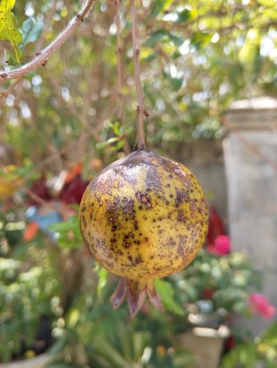A close-up, eye-level, medium shot captures a single, unripe pomegranate hanging from a thin branch. The fruit is round and predominantly yellow with distinct brown spotting and some lighter patches, suggesting immaturity. The background is a soft blur of green foliage and hints of pink flowers, indicating an outdoor setting. The overall lighting suggests a bright, sunny day. The image is focused on the pomegranate, with the surrounding environment providing a bokeh effect. The location is identified as Geulanggangbaro, Indonesia.