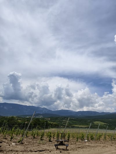 The image depicts a vineyard in Lavrovoe, Ukraine, under a dramatic sky filled with large, billowy clouds. In the foreground, rows of young grapevines are supported by metal stakes and wires. The soil is dry and dusty. A weathered metal object, possibly part of a piece of agricultural equipment, sits prominently in the center of the foreground. In the middle ground, more rows of vines are visible, stretching towards a treeline of lush green trees. Beyond the trees, rolling hills form a backdrop, and further in the distance, a range of dark, layered mountains rises against the sky. The overall atmosphere is one of rural agriculture under a dynamic, cloudy sky.