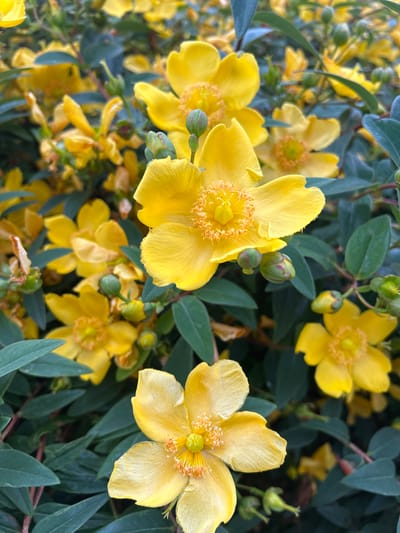 This is a close-up, eye-level photograph of several bright yellow flowers and their green buds, surrounded by dark green leaves. The flowers have five petals each, and the centers are adorned with a cluster of fine, yellow stamens surrounding a green pistil. Some of the flowers appear fully open, while others are in bud. The overall impression is of a vibrant and lush flowering shrub. The lighting suggests it is daytime, and the focus is sharpest on the flowers in the foreground, with the background elements progressively blurring. There is no visible text in the image. The setting is likely a garden or natural area, possibly in Limerick, Ireland, given the context provided, implying temperate outdoor conditions. The image conveys a sense of natural beauty and the freshness of blooming flora.
