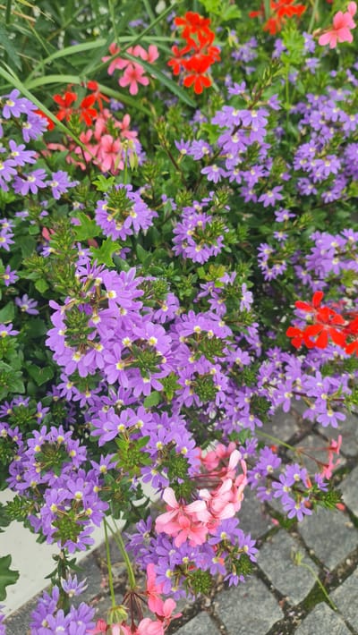 The image shows a close-up of a flower bed with several varieties of flowers in bloom. The dominant flowers are small, purple blossoms with yellow centers, clustered densely on green stems. Interspersed among the purple flowers are several bright red flowers with five petals and some pale pink flowers, also with five petals. The flowers are arranged naturally, with some appearing to trail downwards. The background consists of green foliage and hints of a paved surface, possibly a walkway or patio, in the lower right corner. There are no people or animals visible in the image. The lighting suggests it is daytime, with soft, diffused light. The scene appears to be a well-maintained garden area, likely outdoors in a city park, garden, or residential area. The image does not provide specific visual cues to confirm its location in Plungė, Lithuania, but the described elements are consistent with a European garden setting.