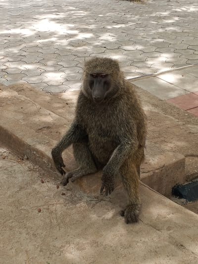 A medium-sized baboon sits on a concrete ledge in an outdoor setting. The baboon is covered in brown and grey fur, and its face is dark. The concrete ledge appears to be part of a low wall or step. In the background, there's a patterned concrete surface, possibly a walkway or plaza. There is no other identifying feature of Lim Kundak, Nigeria, apparent in the image.