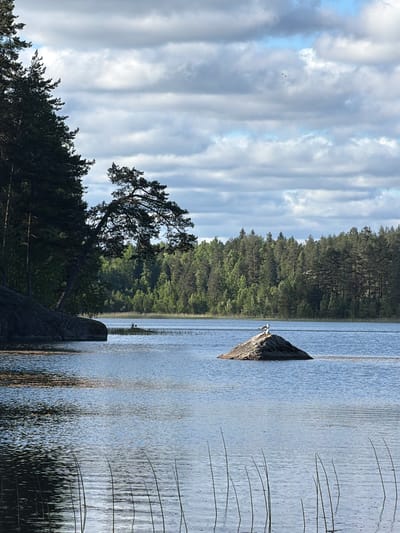 A serene landscape photograph captures a tranquil lake scene on a cloudy day. In the foreground, tall, thin reeds emerge from the calm water, their slender stalks creating a delicate pattern against the rippling surface. The lake extends towards the middle ground, where a large, weathered rock sits partially submerged, topped by two seagulls. The distant shoreline is densely forested with a mix of evergreen and deciduous trees, their vibrant green foliage creating a rich tapestry against the muted tones of the sky. The sky itself is filled with a dramatic arrangement of grey and white clouds, with patches of soft blue peeking through. The overall atmosphere is one of peaceful solitude, with the natural elements of water, rock, trees, and sky harmoniously coexisting. This scene is located in the city of Berezovo, Russia.
