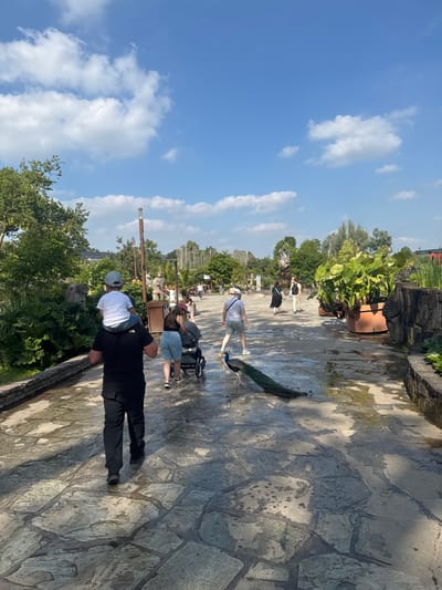 The image depicts a sunny day at Pairi Daiza, an animal park in Cambron-Casteau, Belgium. A man, seen from behind, carries a young child on his shoulders. The child is wearing a white t-shirt and a light blue cap. The man is dressed in a black t-shirt and black cargo pants. They are walking on a paved pathway made of large, irregular stones, which appears wet, possibly from recent rain or watering.

To their right, a peacock with its long, iridescent tail feathers spread is walking across the path. Further ahead, other visitors are visible. A woman with a dark ponytail is pushing a stroller. Another person, wearing a light-colored shirt and hat, walks with a backpack. In the background, lush green foliage, trees, large potted plants, and stone sculptures are present, indicating a well-maintained park environment. The sky is a clear blue with scattered white clouds. The overall scene conveys a relaxed atmosphere of a family outing in a vibrant, natural setting within the park.