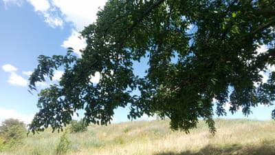 An outdoor shot depicts a canopy of dark green leaves from a tree, with a bright blue sky and scattered white clouds visible through the foliage. The branches of the tree dominate the upper portion of the frame, casting shadows. Below the tree, a sun-drenched grassy hill slopes upwards, with dry, yellowed grass interspersed with green patches and some small yellow flowers. In the far left of the image, a cluster of green trees can be seen on the horizon. The image appears to be taken in Buzke, Ukraine.
