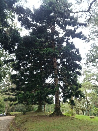 The image depicts a tall conifer tree, possibly a pine or fir, with a dark brown, textured trunk and dense, dark green foliage, dominating the center and left of the frame. The tree stands on a gently sloping, grassy mound covered in light green grass. To the left, a light-colored dirt or gravel path curves slightly upwards, partially revealing a dark-colored scooter or motorcycle parked near its edge. In the midground, other tree trunks with mossy bases are visible, interspersed with further grassy areas. The background consists of a dense wooded area with various trees under a bright, overcast sky. No individuals are present. The scene is set in what is identified as the city of Tah, Vietnam.