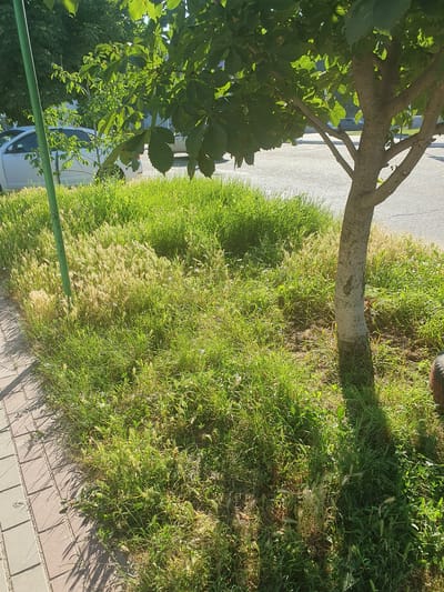 The image depicts a patch of overgrown grass with some dried, lighter colored grass interspersed, adjacent to a sidewalk made of beige and reddish-brown pavers. A thin, green pole stands vertically on the left side of the image, and the trunk of a young tree with textured gray bark is visible on the right. Sunlight casts shadows on the pavers and grass. In the background, a white car is partially visible on a paved surface, and other trees and vegetation can be seen. The scene appears to be a roadside or park area in Dubossary, Moldova.