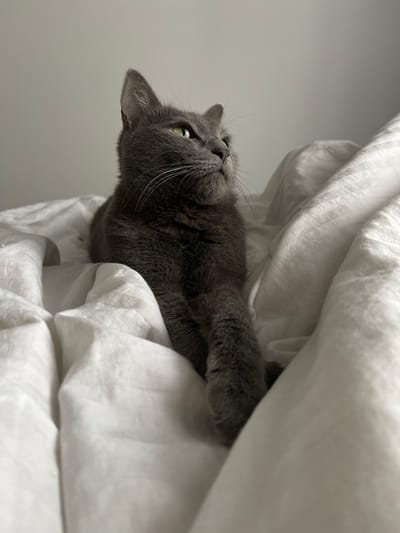 A gray domestic short-haired cat with bright green eyes is depicted resting on crumpled white bedding in an indoor setting in Сеитово, Russia. The cat's head is slightly raised, angled towards the upper right quadrant of the frame, with its gaze directed off-camera to the upper right. Prominent white whiskers extend from its muzzle. One front paw is visible, extended forward on the bedding. The background consists of a plain, light-colored wall or surface, which is out of focus. No other subjects, objects, or interactions are visible within the frame. The scene is illuminated by soft, diffused ambient light.