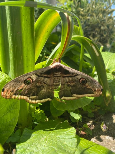 The image shows a moth resting on foliage. The moth has brown and tan wings with distinct eyespots on each wing. It's positioned vertically in the frame, situated between long, blade-like leaves and broader, rounded leaves. The setting appears to be outdoors, in bright daylight. Based on the prompt, the location is Bratia Kunchevi, Bulgaria, but no specific details in the photo confirm this. No people are visible. The action is the moth resting. Interactions are between the moth and the surrounding foliage. The environment consists of greenery and sunlight.