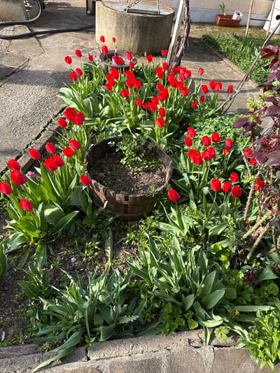 The image depicts a garden in Koilovtsi, Bulgaria, featuring red tulips in full bloom. The tulips are clustered around a section of a wooden barrel filled with soil and small green plants. The garden bed also contains various other green plants and foliage. Adjacent to the garden is a paved concrete surface, with a partial view of a metal or painted white object in the foreground. A red-leaved shrub is visible in the background, along with other greenery. The scene is lit by daylight, casting shadows across the garden and pavement.