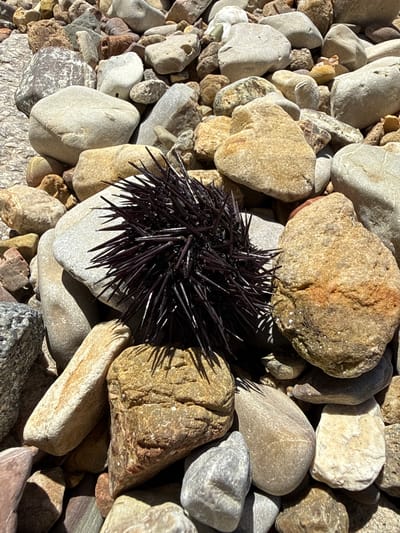 The image depicts a close-up view of a collection of pebbles and rocks. Nestled amidst the stones is a dark-colored sea urchin, its sharp spines clearly visible. The pebbles vary in size, shape, and color, ranging from light gray to tan and brown. The lighting suggests an outdoor setting, likely on a beach or rocky shore. The image provides no information about location of Meljine, Montenegro. There are no people present.