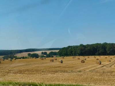 The image depicts a vast, golden wheat field dotted with numerous round bales of hay. The field stretches towards a dense line of dark green trees that form a horizon under a clear, pale blue sky. The sun appears to be shining brightly, casting a warm glow on the landscape and creating a peaceful, rural scene. The bales of hay are arranged in a scattered pattern across the field, indicating that the harvest has recently been completed. In the foreground, the wheat stalks are still standing, suggesting that the area closest to the viewer has not yet been baled or harvested. The overall impression is one of agricultural abundance and the tranquil beauty of the German countryside, specifically the area around Eineborn.