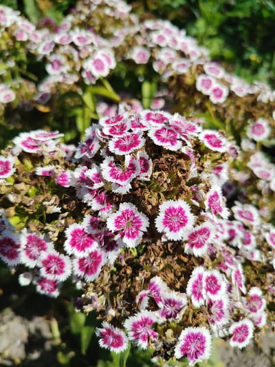 The image shows a close-up of a cluster of pink and white dianthus flowers in bloom. The flowers are small and delicate, with serrated petals and a deep pink center. They are growing in a garden setting, with green foliage and a blurred background suggesting a sunny day. The scene is likely from a private garden or a park in the Акцябрскі сельскі Савет, Belarus, given the prompt. There are no people or animals present in the image. The overall impression is one of natural beauty and vibrant color.