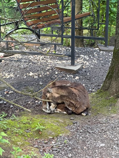 In Klemyatino, Russia, a brown, woolly animal, possibly a goat or sheep, is curled up asleep on a bed of gravel and moss. The animal's head is tucked into its body, and its legs are folded underneath. It is positioned next to the base of a large tree with moss growing on its trunk. In the background, a metal bench with wooden slats is visible, partially obscured by a black metal fence and tree branches. The ground is covered with small grey and white stones, with patches of vibrant green moss and grass growing in between. The overall scene suggests an outdoor enclosure, possibly in a zoo or park setting.
