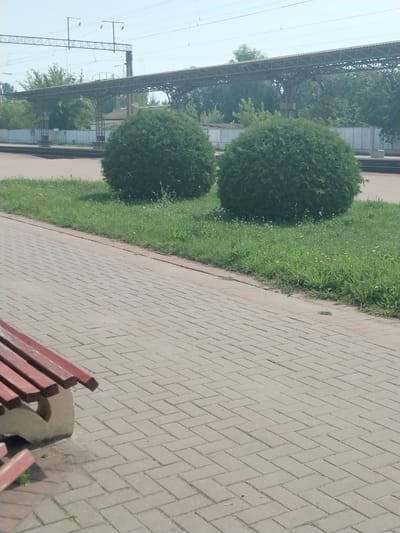 The image shows an outdoor scene at what appears to be a train station or a similar public area in Лінаўскі сельскі Савет, Belarus. In the foreground, a paved walkway made of light-colored rectangular bricks is visible, with a reddish-brown wooden bench to the left. Beyond the walkway is a patch of green grass with some small white wildflowers. Two large, round, dark green bushes are prominent in the middle ground. In the background, a covered structure with a corrugated roof supported by metal columns spans across the scene, characteristic of a station platform. Overhead, power lines and supporting structures for an electrified railway are visible against a clear, pale sky. The environment suggests a functional public space within a settlement.