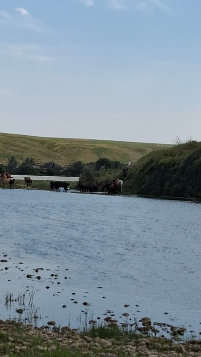 A herd of horses is gathered at the edge of a wide, calm body of water. The horses are of various colors, including brown, black, and white, and some are partially submerged in the water, appearing to drink. The water's surface is rippled and reflects the pale blue sky, which is dotted with a few wispy white clouds. The foreground of the image features a rocky shoreline with sparse green grass and reeds growing near the water's edge. In the background, rolling green hills are visible, with a few trees and a dark-roofed building nestled amongst them. The scene depicts a natural landscape, likely in a rural or semi-rural area. The location is identified as Боралдай, Kazakhstan.