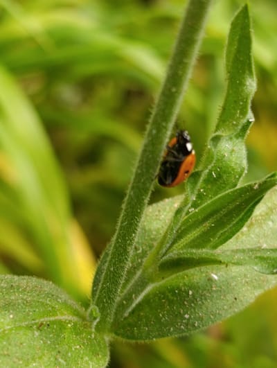 A macro photograph shows a ladybug clinging to a fuzzy green stem. The ladybug is bright orange with black spots and is upside down, with its underside visible. The stem is covered in fine hairs and has a prominent leaf emerging from it. The background is a blur of green and yellow, suggesting an outdoor environment. The image was taken in the vicinity of Раснянскі сельскі Савет, Belarus.