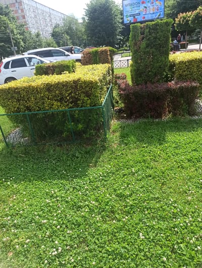 The image captures a street scene in Dariali, Georgia, on a bright, sunny day. In the foreground, a lush green lawn is dotted with white clover flowers, leading towards neatly trimmed hedges. A green metal fence encloses a patch of grass and some debris. Behind the hedges, several cars are parked, including a white sedan and a white SUV. A tall, multi-story apartment building with many windows dominates the background. Trees and a billboard advertising "VITADON ACTIVE" are also visible. The overall scene suggests a residential or commercial area within the city.