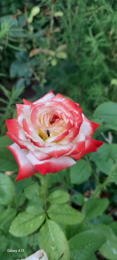 A close-up, vertical shot captures a bicolor rose with red-tipped white petals in the center of the frame, against a blurred green background of foliage. A small, dark insect, possibly a fly, is visible on the rose's petals near the center. Water droplets are present on the petals and leaves. The bottom left corner of the image shows the text "Galaxy A13". The scene appears to be a garden setting. The city of Rashkov, Moldova is not visible in this image.
