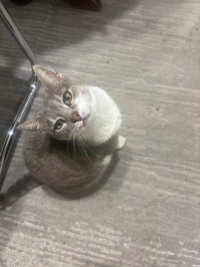 A grey and white cat is pictured from a high angle, looking upwards towards the camera. The cat's head is tilted to its left. Its fur is short, with grey tabby markings on its head, back, and tail, and white fur on its chest and face. The cat has green eyes, a pink nose, and prominent white whiskers. Its mouth is slightly open, revealing a small pink tongue. The cat is sitting on a light-colored, textured floor, possibly carpet or linoleum, with a slightly raised pattern. To the left of the frame, a metallic chair leg is visible, reflecting light. The background is out of focus and appears to be a floor surface. The lighting suggests an indoor setting. This image was taken in the city of Каменар, Bulgaria.