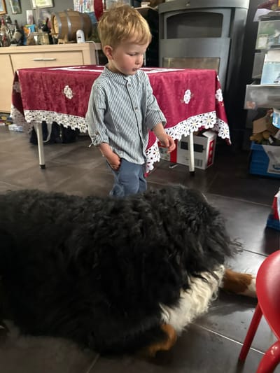A young, blond-haired child wearing a striped blue shirt and blue jeans stands near a red tablecloth with a white floral trim. A large Bernese Mountain Dog lies on the tiled floor next to the child. The setting appears to be indoors, possibly a residence. Based on the prompt the location is Baillonville, Belgium. Additional objects visible in the background include a barrel and some kitchen objects.