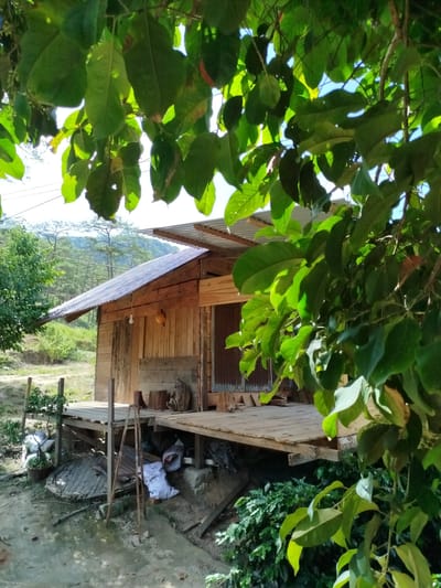 The image presents a rustic, elevated wooden house with a corrugated metal roof, situated in a rural environment in Tuý Sơn, Vietnam. The dwelling, constructed from weathered horizontal wooden planks, features a single bare lightbulb and a gourd-like ornament affixed to its exterior wall. An attached wooden deck, supported by visible posts, holds several wooden stumps and a gnarled piece of wood. Beneath the deck, the ground consists of uneven soil and some concrete, littered with white sacks, discarded corrugated metal sheets, and various pots. Two tall, slender metal strips lean against the deck's edge. The scene is heavily framed in the immediate foreground by dense, vibrant green foliage, brightly illuminated by direct sunlight creating dappled light and shadows. In the midground, additional green vegetation surrounds the house. The background reveals rolling, forested hills under a bright sky, with thin power lines visible in the upper left quadrant. No individuals or specific actions are depicted.