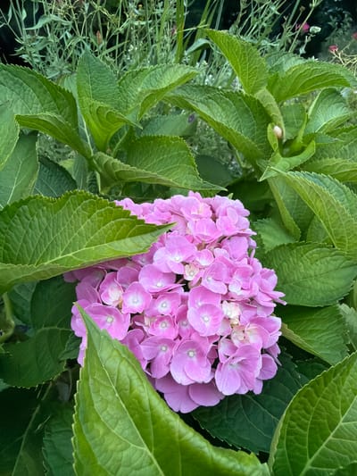 A cluster of pink hydrangea flowers is nestled among lush green leaves. The flowers are small and delicate, with multiple petals forming a rounded shape. The leaves are large and broad, with a textured surface and serrated edges. The background is a blur of greenery, suggesting an outdoor garden setting. The image appears to have been taken in the city of Creußen, Germany.