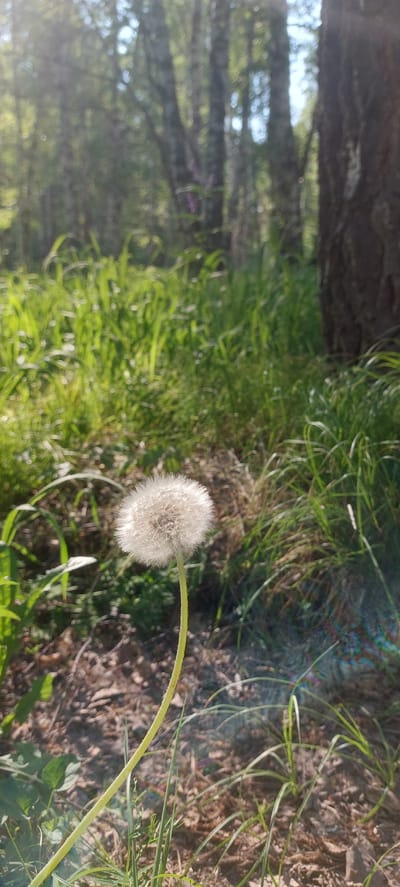 The image captures a close-up view of a single dandelion seed head standing tall on its stem amidst lush green grass and dry leaves on the ground. In the background, a forest of birch trees creates a dappled light effect, suggesting a sunny day. The scene appears to be located in a natural, outdoor setting. Based on the provided context that the image was taken in Berdsk, Russia, it's likely a park or a wooded area within or on the outskirts of the city. There are no people or animals visible in the frame. The focus is on the delicate structure of the dandelion, its fluffy seeds ready to disperse.