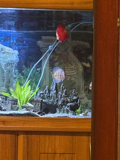 The image shows a close-up of an aquarium with a dark, woody surround. The aquarium contains several decorative elements, including miniature castle turrets and rocky formations, as well as lush green aquatic plants. Two fish are visible in the tank. One is a red discus fish, positioned at the top left of the frame. The second is a discus fish with intricate brown and white markings, swimming near the center of the aquarium. Blue tubes are also visible running across the background. The aquarium is situated on top of a wooden cabinet, which has two doors. The overall impression is of a well-maintained aquarium as part of a domestic interior. The location of Newcastle-under-Lyme, United Kingdom is not discernible from the image.