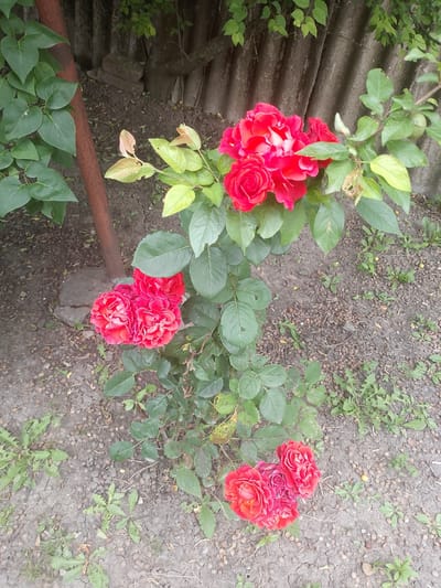 The image shows a close-up view of several bright red roses blooming on a bush. The roses are in various stages of bloom, with some fully open and others still tightly budded. The petals are delicate and ruffled, and the color is a deep, vibrant red. The rose bush has dark green leaves and thorny stems. In the background, a weathered grey corrugated fence is visible, along with some green foliage from other plants. The ground is covered with dry dirt and small pebbles. A rusty metal pole is also present, standing vertically to the left of the rose bush. There are no people or animals visible in the image. The scene appears to be an outdoor garden setting.