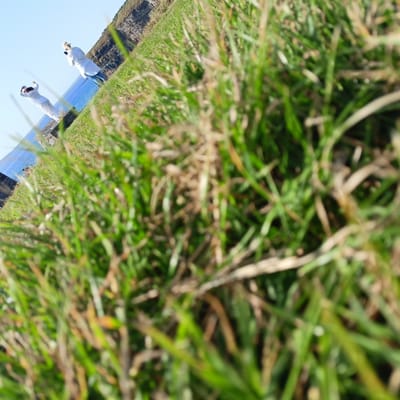 The image depicts two individuals in white clothing near a cliff edge overlooking the ocean. The perspective is low, focusing on blades of grass in the foreground, which are blurred and out of focus. The individuals are positioned at a distance, on a grassy incline leading down to the water. One individual appears to be standing, holding a phone, while the other is in a dynamic pose, possibly mid-movement or stretching. The background shows a rocky cliff face and the blue ocean under a clear sky. The scene is set in Ballybunnion, Ireland, characterized by its coastal landscape and greenery.