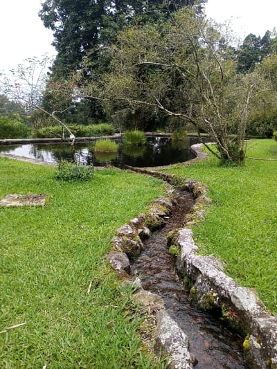 A stone-lined water channel flows through green grass toward a dark pond surrounded by foliage. The pond is bordered by a concrete edge. Trees and bushes create a lush backdrop, with one tree arching over the pond. The scene evokes a sense of tranquility and natural beauty.