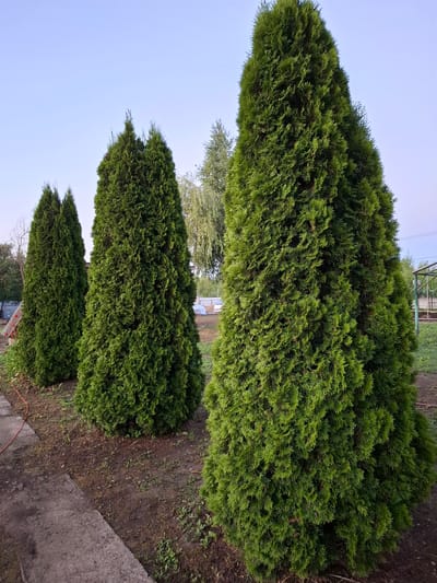 The image shows a row of three tall, conical evergreen trees, likely Thujas, planted in a yard. The trees are a vibrant green and appear healthy. In the foreground, a concrete path runs along the left side of the frame, bordered by soil and some scattered weeds. The background shows a clear blue sky with a hint of sunrise or sunset. Behind the trees, glimpses of other vegetation and structures can be seen, including what appears to be a fence and possibly a greenhouse or shed. The overall setting suggests a residential or garden area in Grigorovo, Russia. No people or animals are visible in the image.