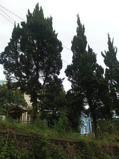 Tall, dark green coniferous trees dominate the scene under an overcast sky. The trees stand in front of buildings, one with a white façade and the other painted blue. A stone wall with thick vegetation growing on and around it forms the foreground. Power lines stretch across the sky above the trees. The setting appears to be a residential area with overgrown plant life.